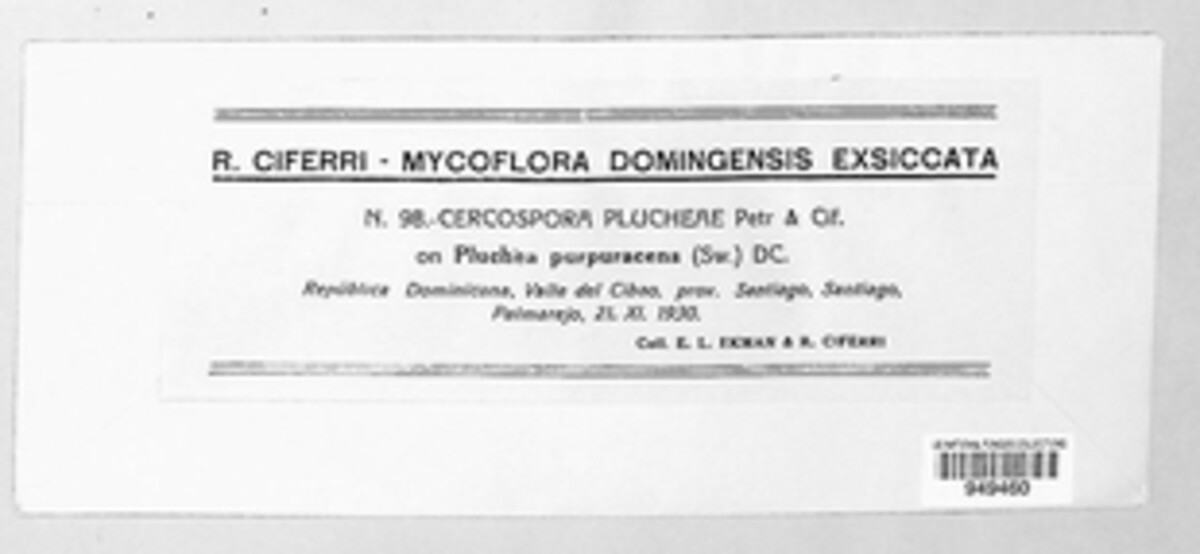 Passalora plucheae image